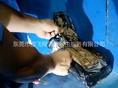 东坑白蚁侵害防治工程